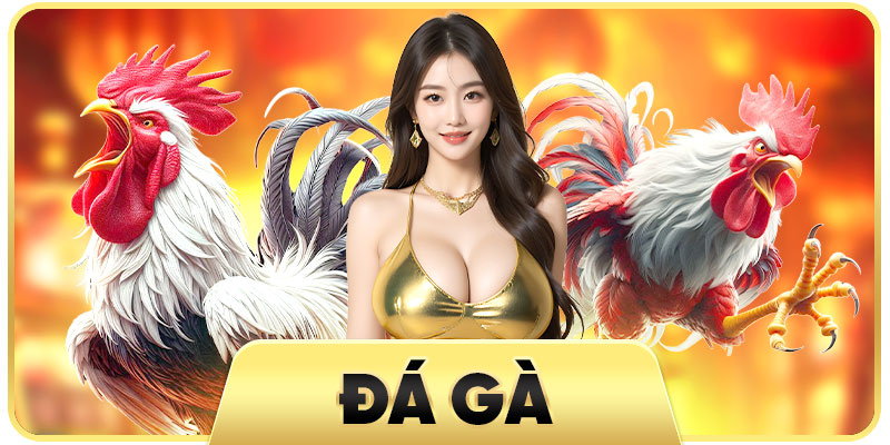 đá gà king88